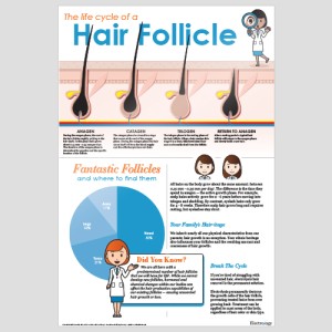Hair Growth Infographic Poster - 24x36